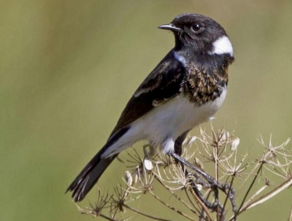 African Stonechat