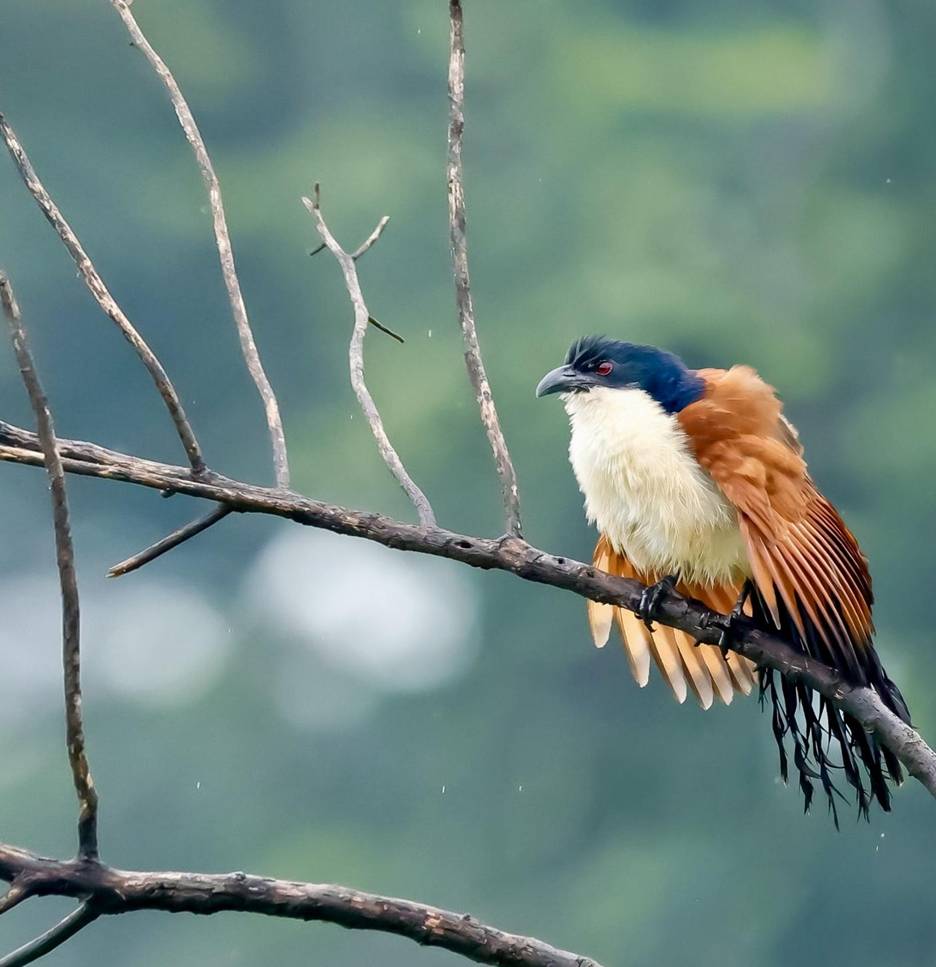 Black-headed Cuckoo