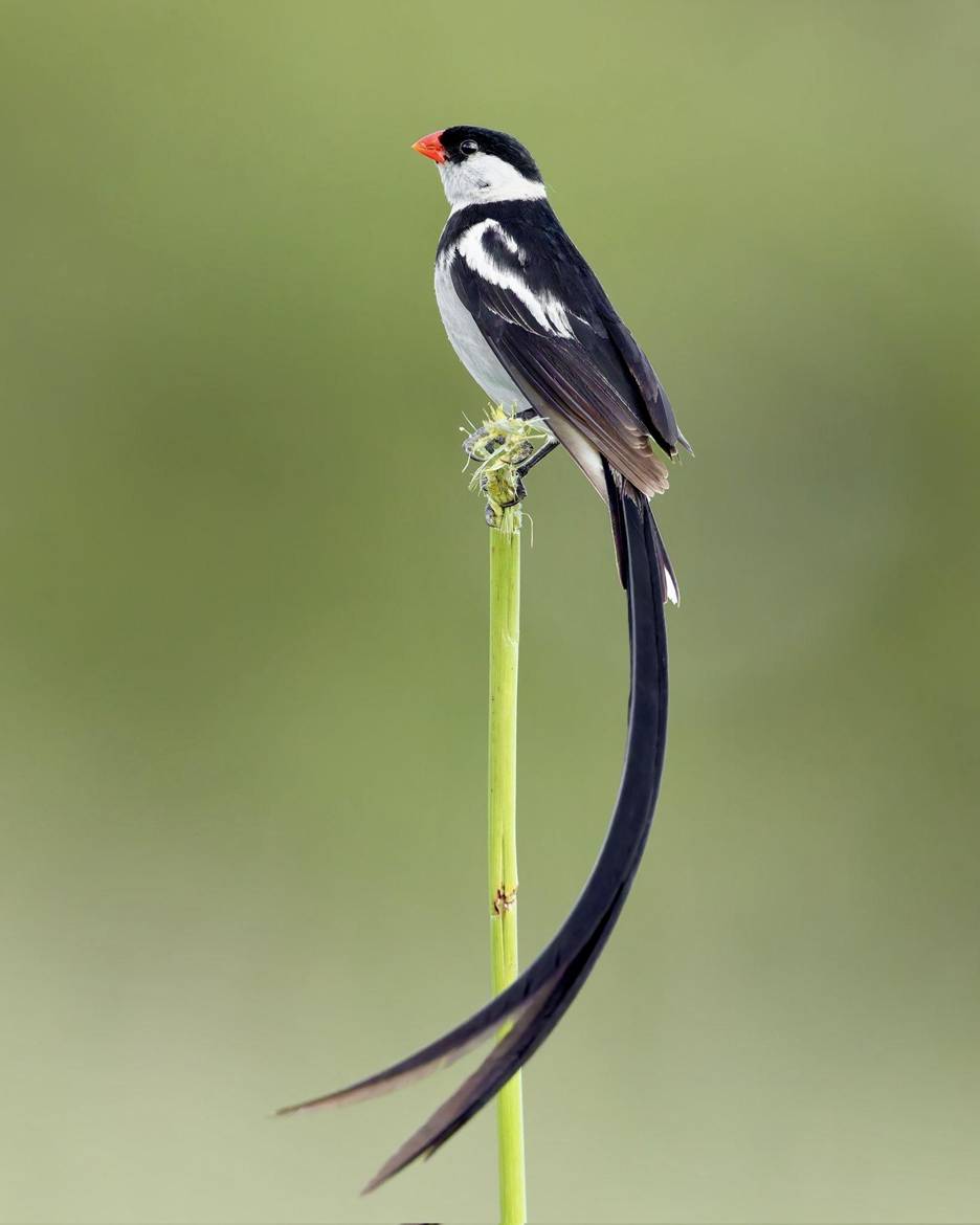 Pin-tailed Whydah