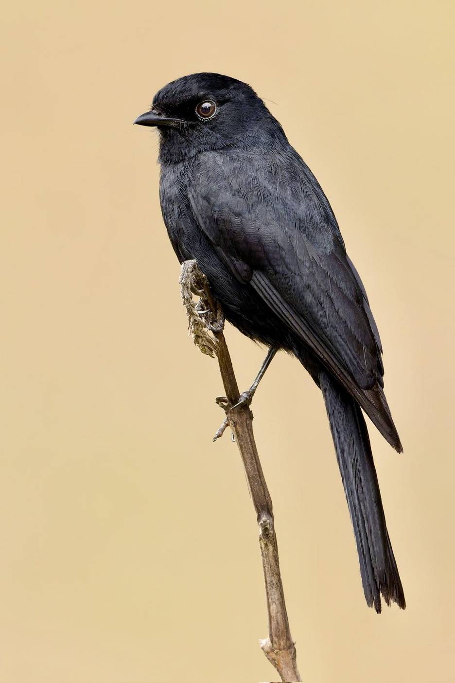 Northern Black Flycatcher