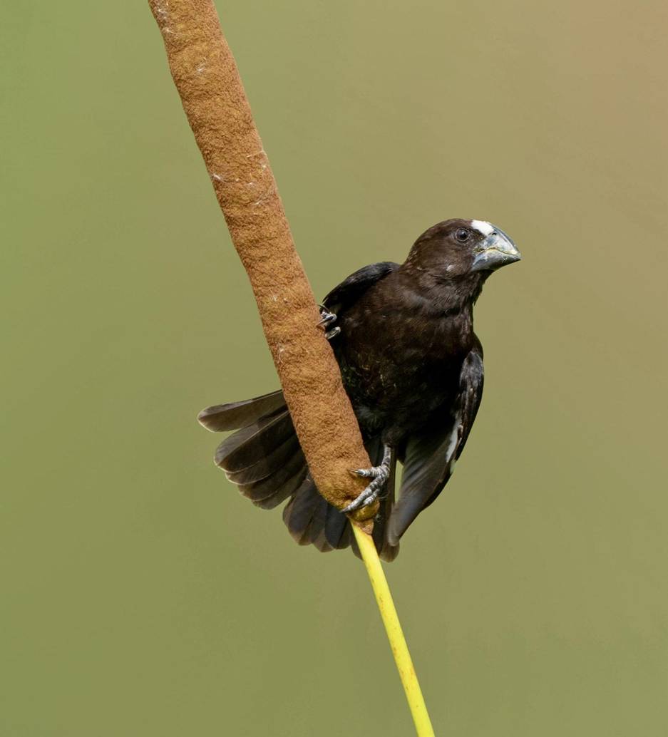 Grosbeak Weaver