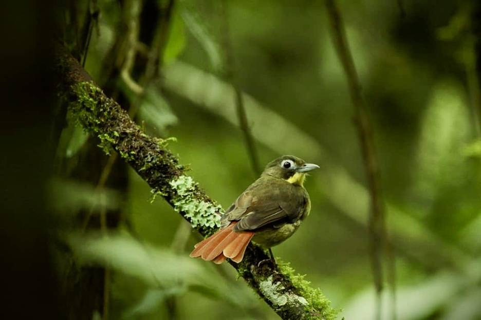 Red-tailed Bristlebill