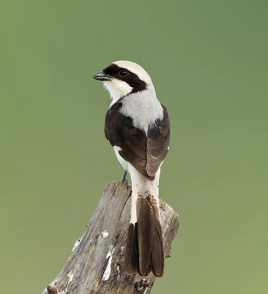 Gray-backed Fiscal