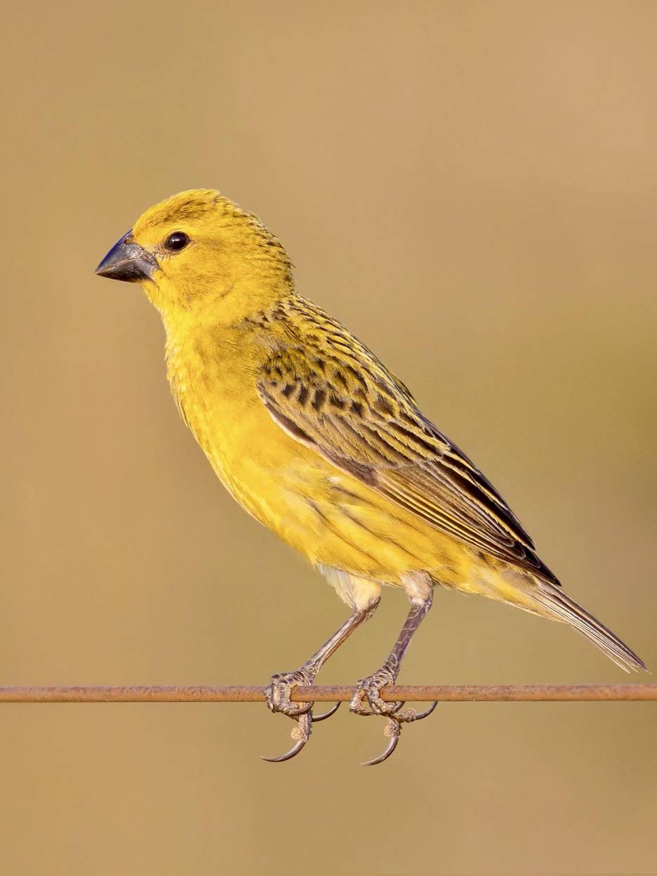 Parasitic Weaver