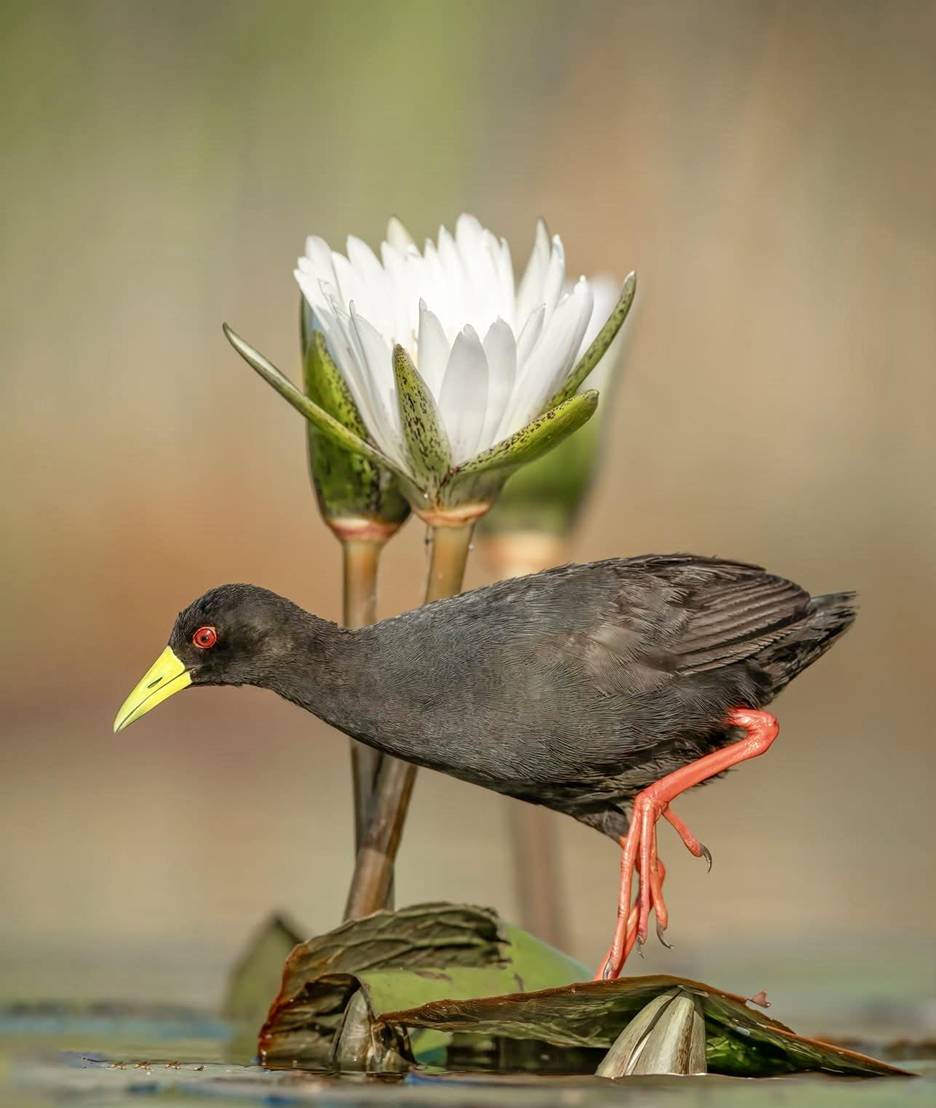 Black Crake