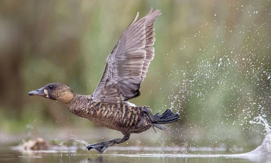 White-backed Duck