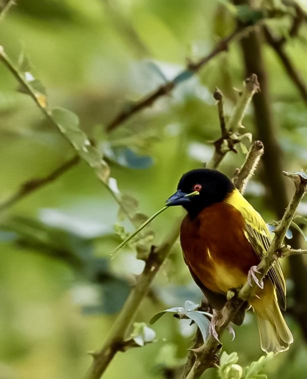 Golden-backed Weaver