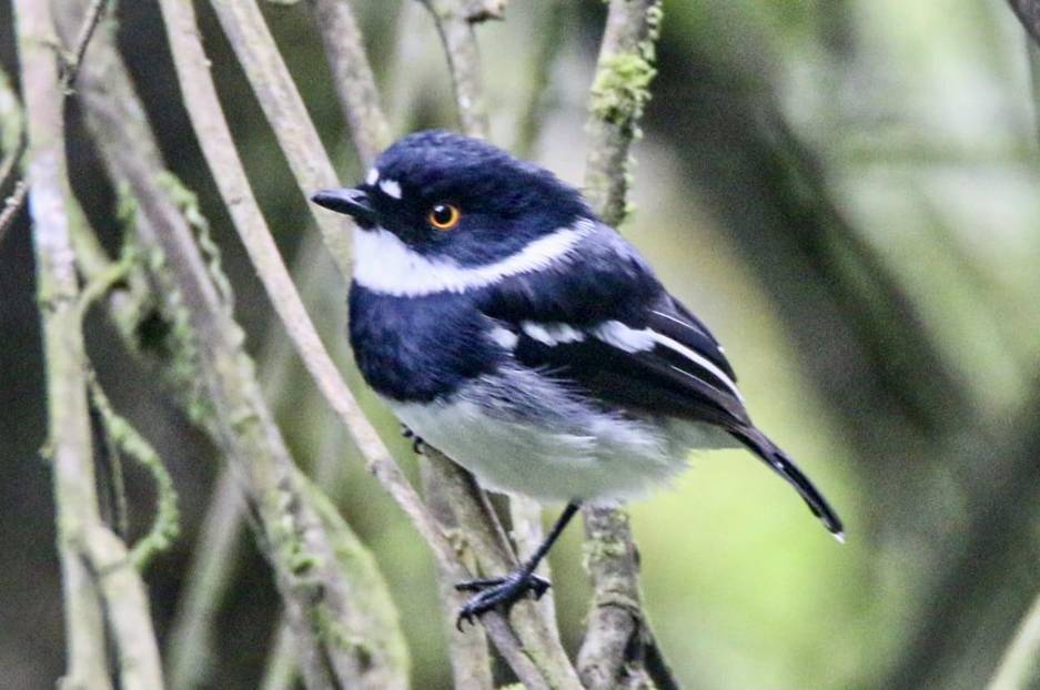 Chin-spot Batis