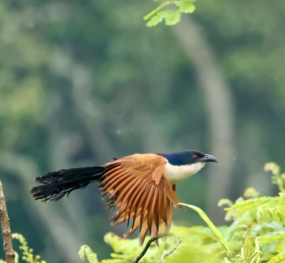 Black-headed Cuckoo