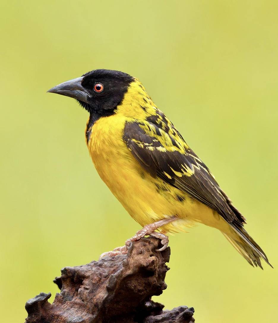 Village Weaver