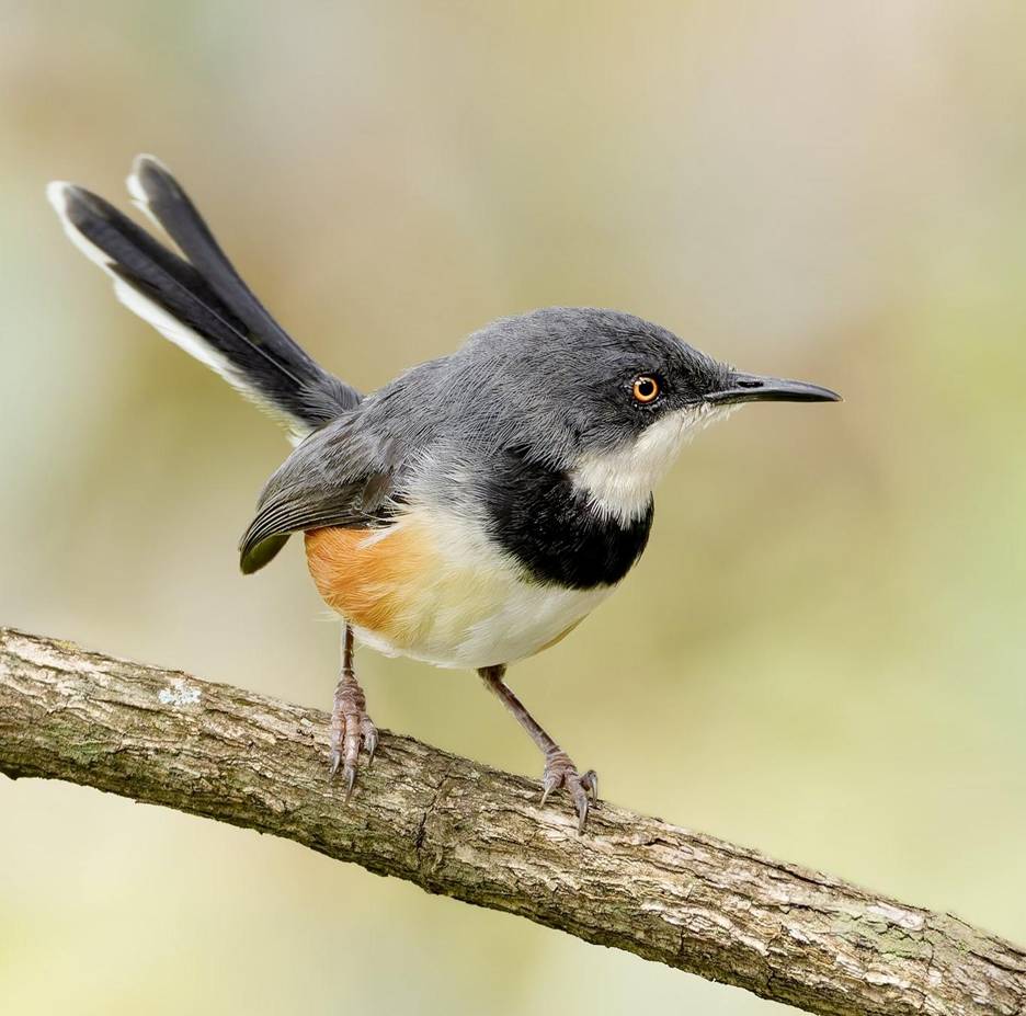 Black-collared Apalis
