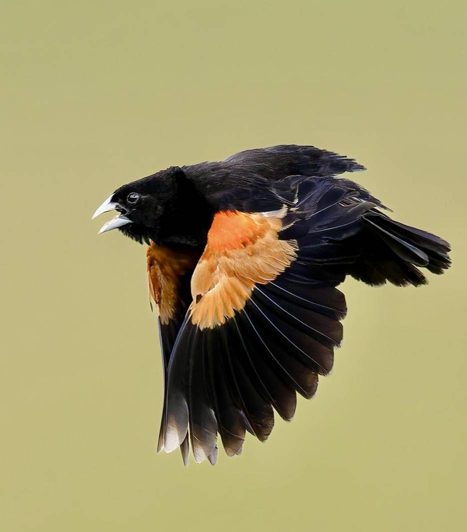 Fan-tailed Widowbird