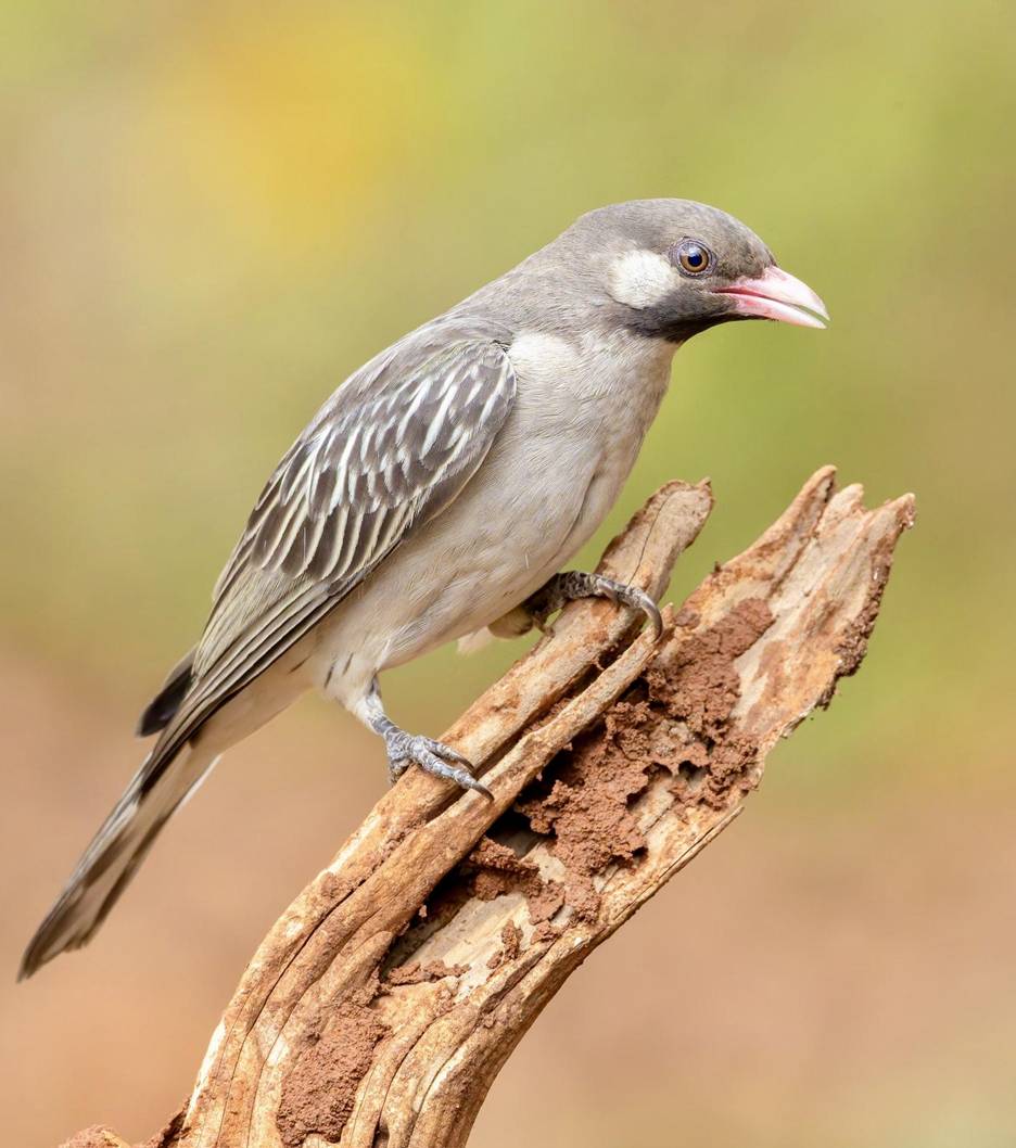 Greater Honeyguide