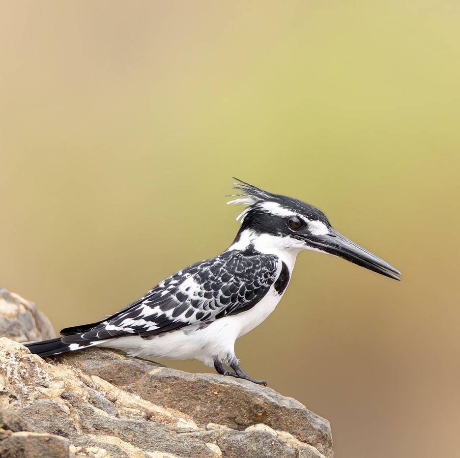 Pied Kingfisher