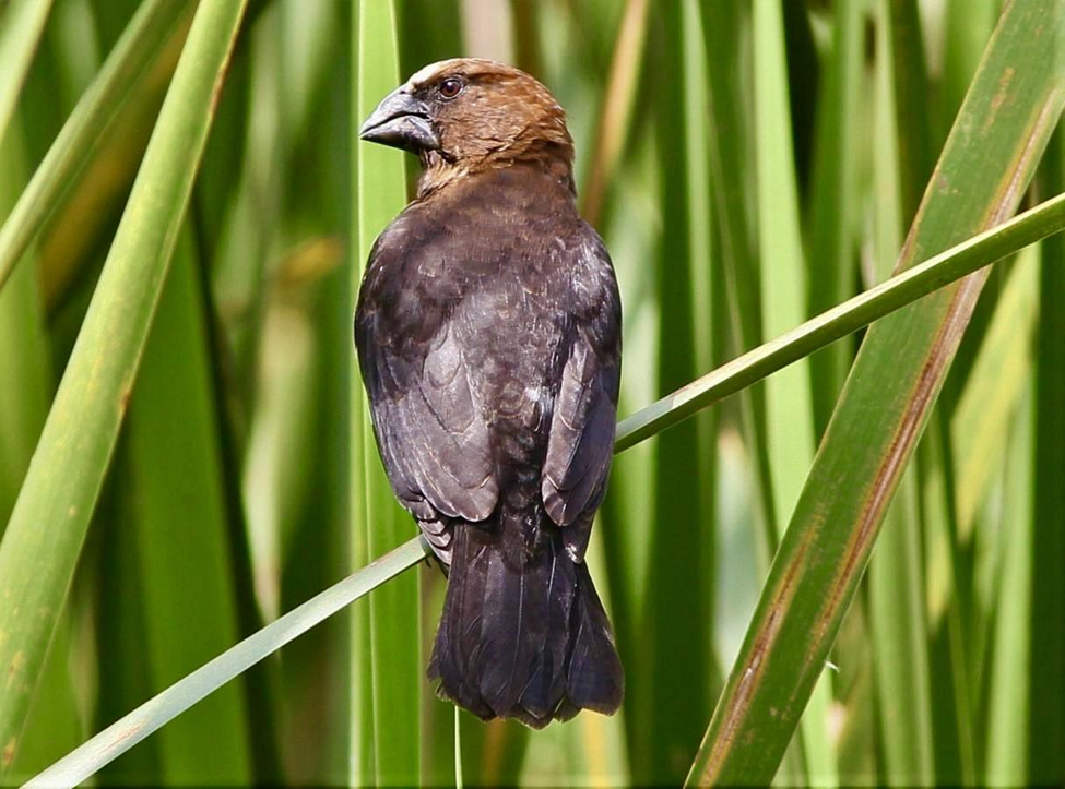 Grosbeak Weaver