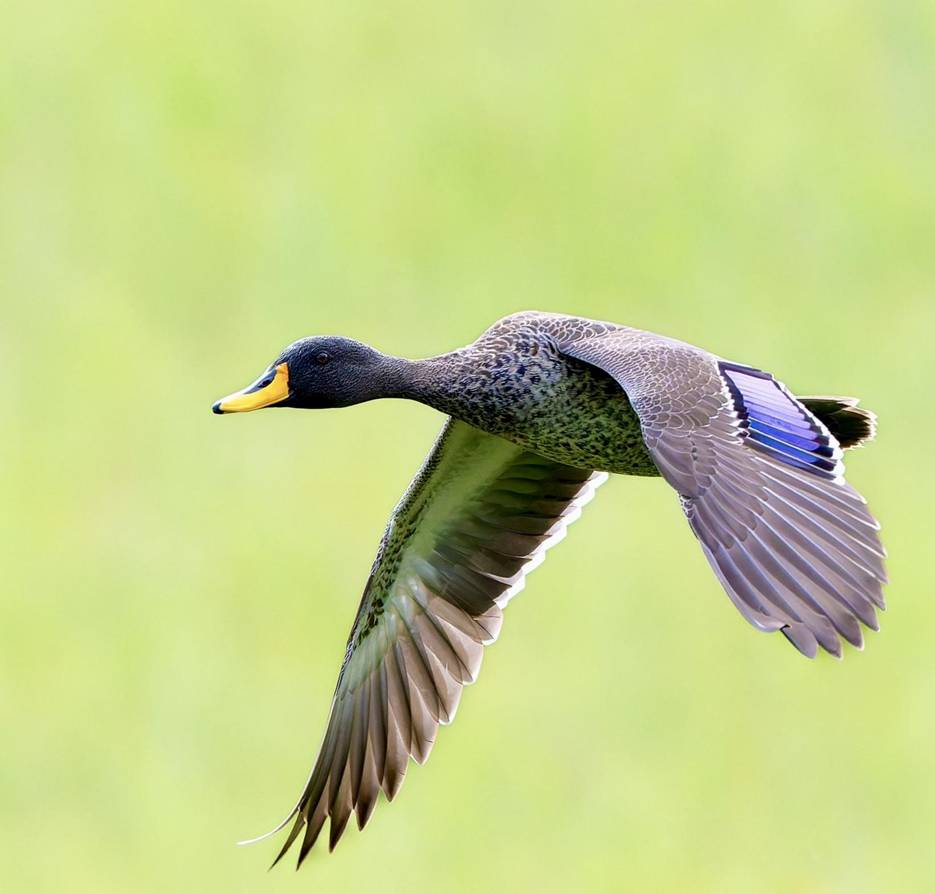 Yellow-billed Duck