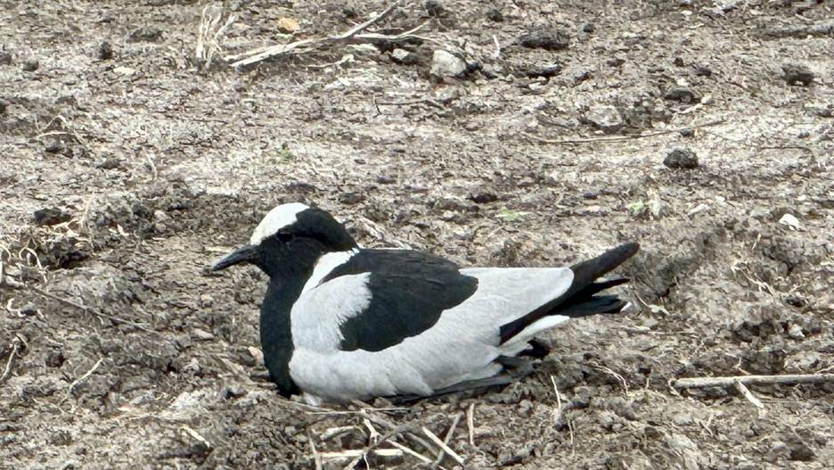Blacksmith Lapwing