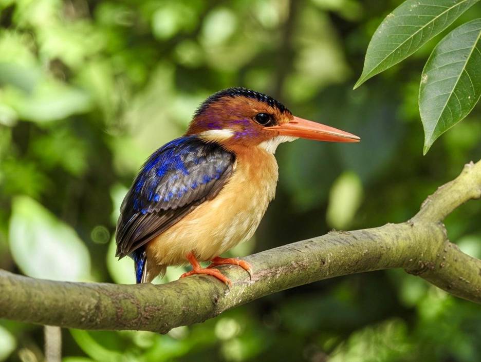 African Pygmy Kingfisher