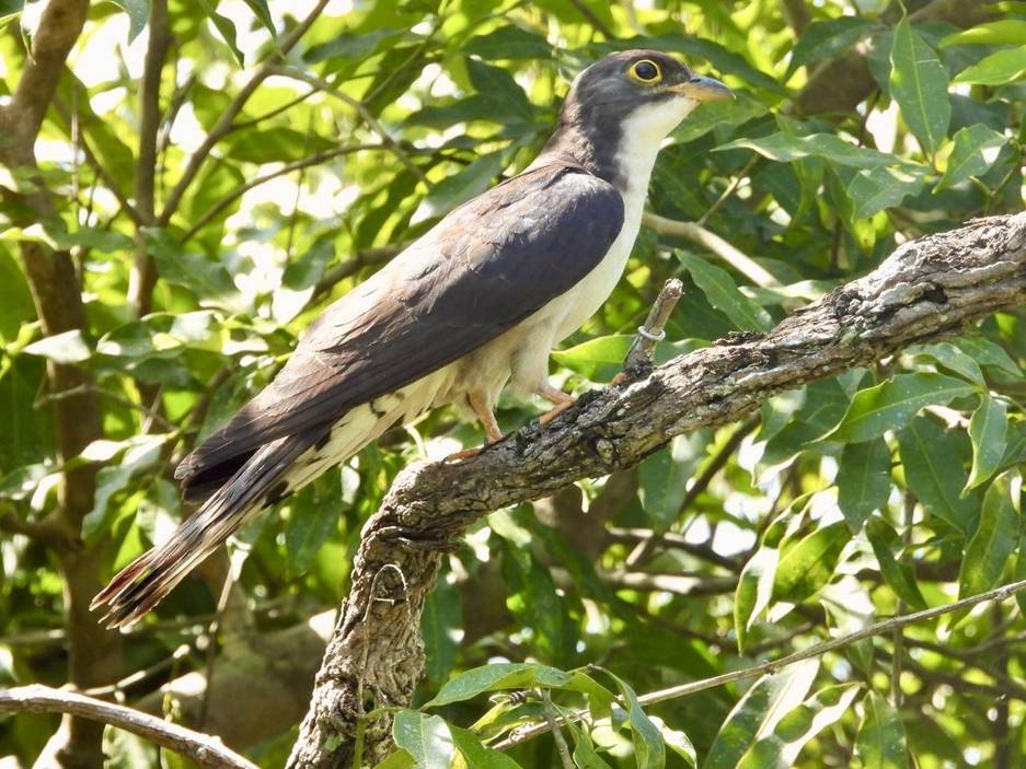 Thick-billed Cuckoo