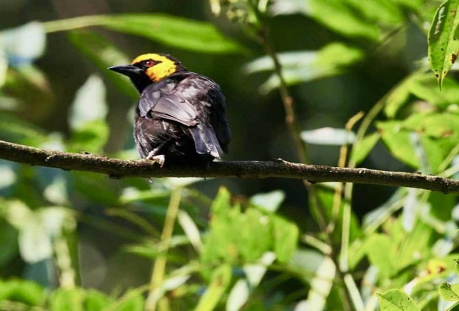 Black-bellied Weaver