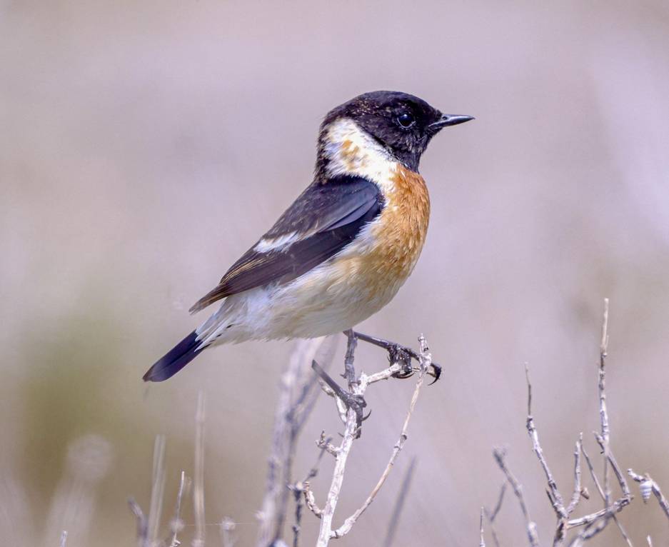 African Stonechat