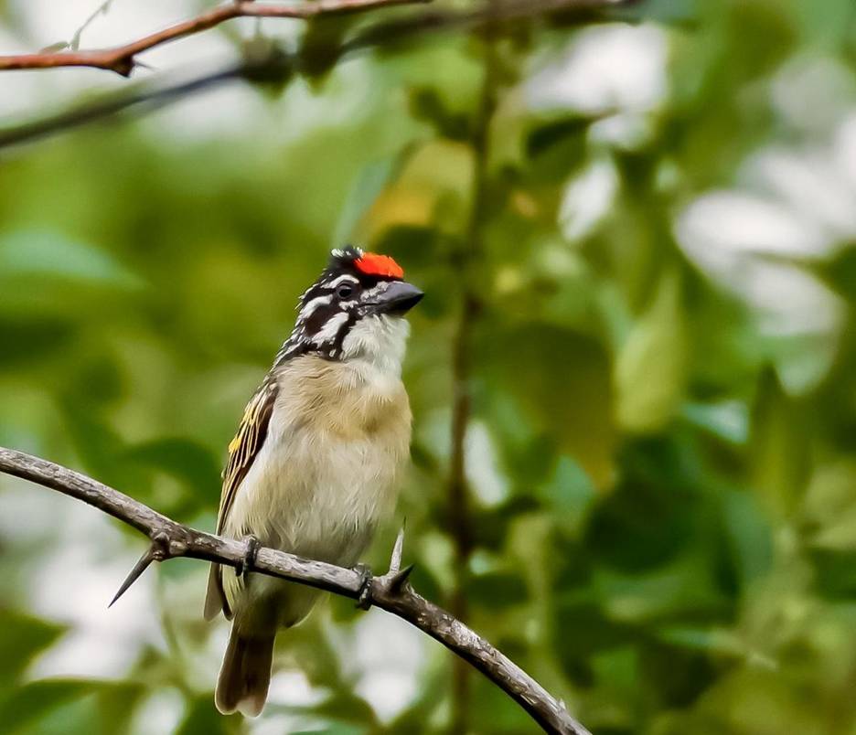 Red-fronted Tinkerbird