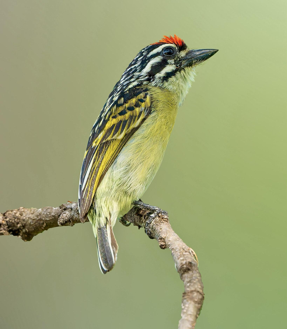 Red-fronted Tinkerbird