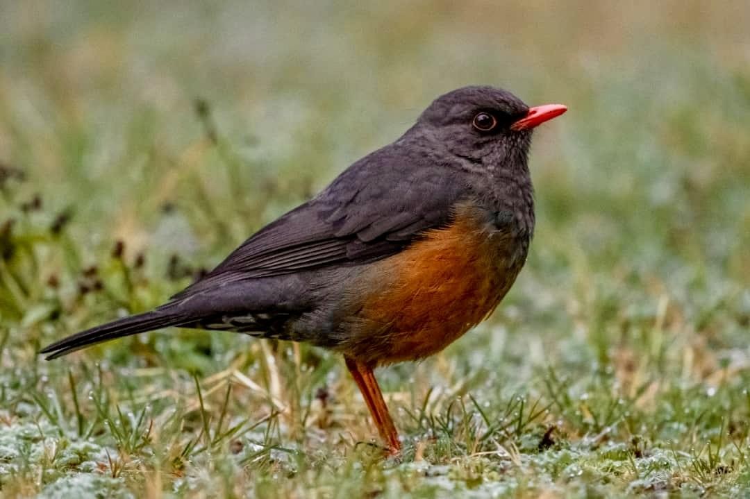 Abyssinian Ground Thrush