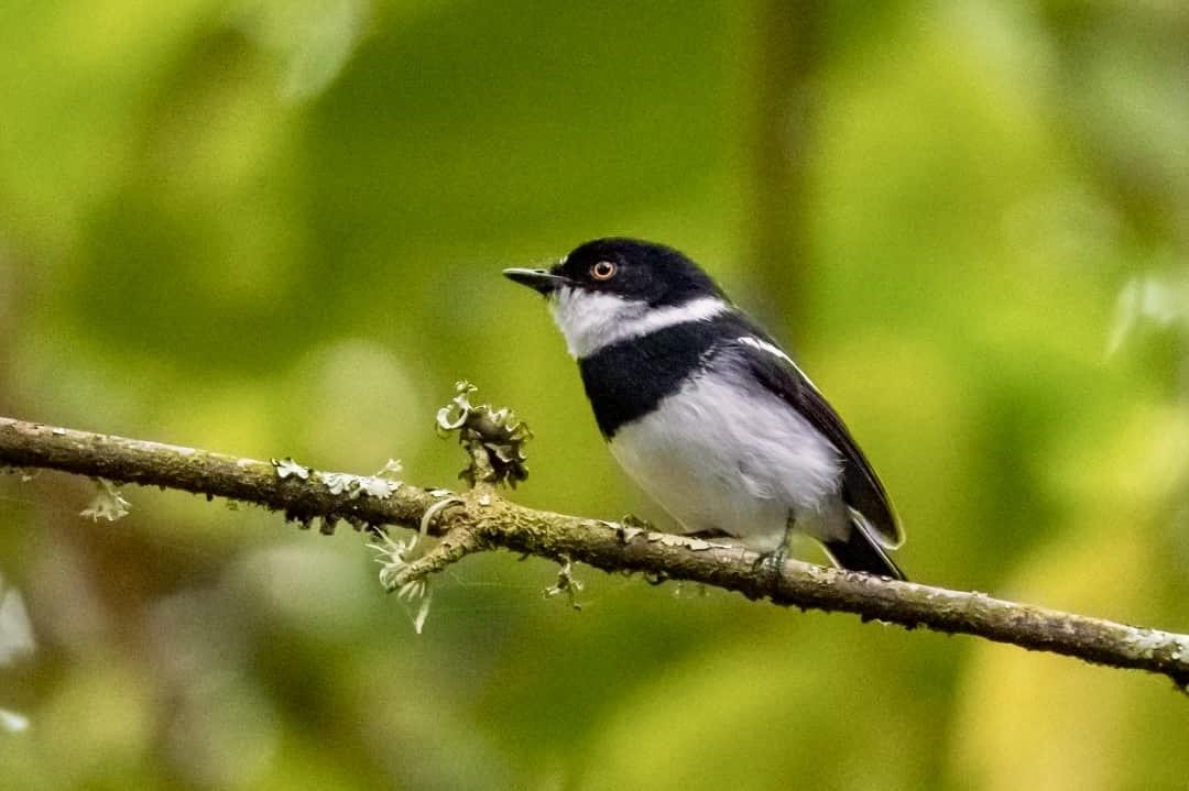 Rwenzori Batis