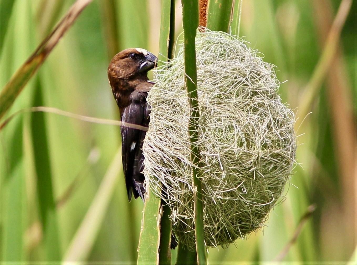 The Grosbeak Weaver